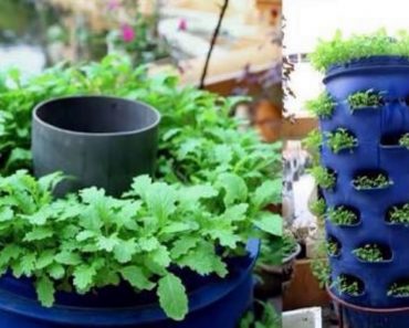 Beautiful Vegetable Garden Ideas .!