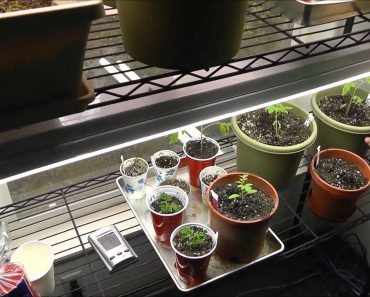 Indoor Gardening Grow Room Tour