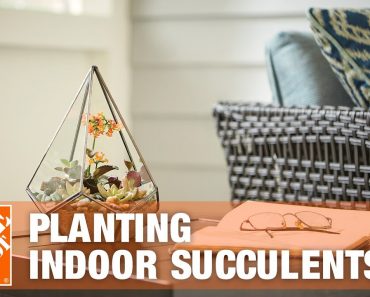 Indoor Succulents: Tips and Tricks