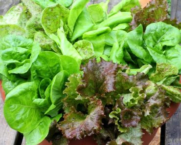 Tips For Growing Lettuce In Containers-For Beginners-Gardening Basics