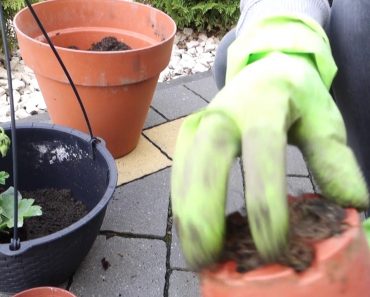 How to plant flowers in a pot – Garden tips and tricks