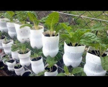 Best ideas! – Brilliant Ways To Reuse Plastic Bottles Garden