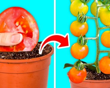 GROW YOUR PLANTS LIKE A REAL PRO || 28 Gardening Hacks For Beginners