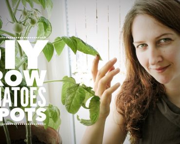Tomatoes: Growing Indoor Tomatoes Year Round – on How to Grow a Garden with Scarlett