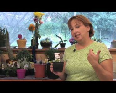Flower Gardening Tips : How to Grow Daisies