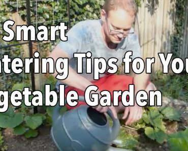 10 Smart Watering Tips for Your Vegetable Garden