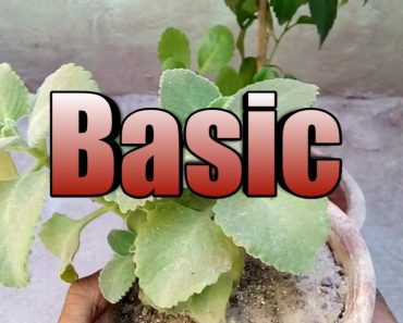 Basic gardening tips for beginners