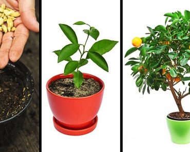 15 PLANTS YOU CAN EASILY GROW IN YOUR OWN KITCHEN