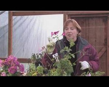 Gardening Tips : How to Pinch Back Flowers