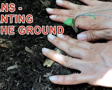 Planting Tips For A Beginner – Planting In The Ground | Gardening 101 Ep.3