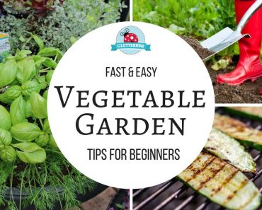 How to Grow a Vegetable Garden – Easy Tips for Beginners