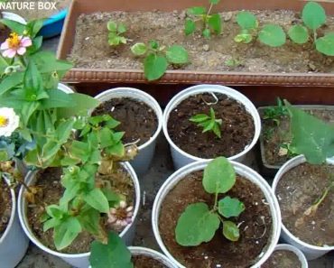अब नहीं मरेंगे आपके पौधे ध्यान रखे इन बातो का  GARDENING TIPS FOR BEGINNERS / HOW TO SAVE PLANTS