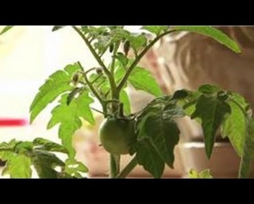 Indoor Gardening Tips : Lighting for Indoor Vegetable Gardening
