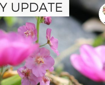 May Garden Update – Cut Flower Garden Gardening for Beginners Growing Flowers from Seed Plants