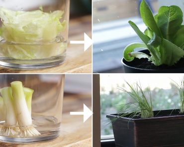 Easiest Vegetables to Grow In a Small Space
