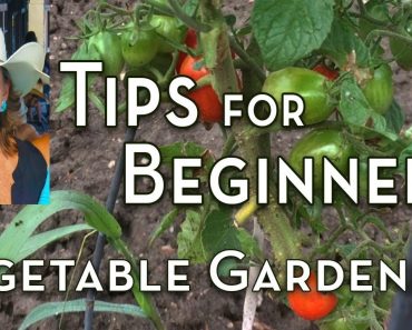 Vegetable Gardening Tips for Beginners