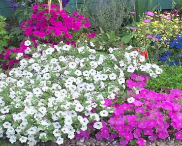 Gardening Tips : How to Grow Amethyst Flower (Browallia Speciosa)
