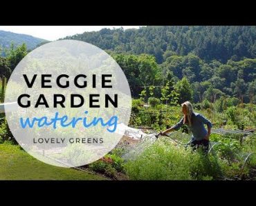 Watering Tips for the Vegetable Garden