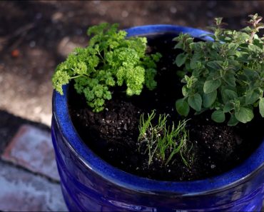 Planting Herbs in Containers for Beginners ?// Garden Answer
