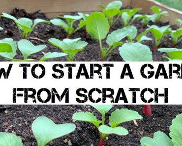 How To Start A Vegetable Garden – For Beginners!