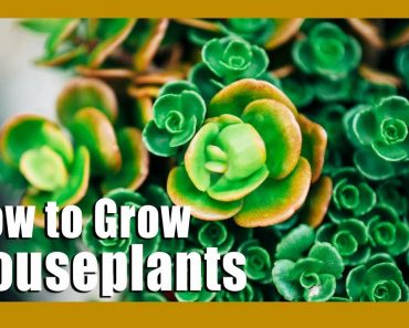 ? How to grow houseplants | Indoor Gardening tips | Keep your houseplants alive ?