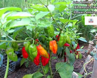 Vegetable Garden Tour & Tips 8/24/2018: My Best Year for Tomatoes – Hydrogen Peroxide