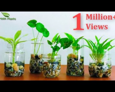 How to Make Indoor Water Garden From Recycled Materials | indoor hydroponic gardening//GREEN PLANTS