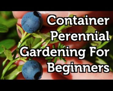Container Gardening For Beginners — Perennial Fruits