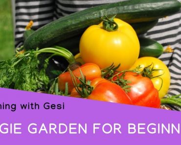 How to plant a Vegetable Garden: Gardening for Beginners