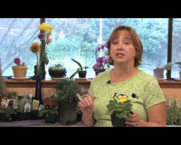 Flower Gardening Tips : How to Grow Pansy/Viola (Viola)