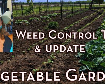 Vegetable Garden Weed Control Tips and Garden Update – How to Get Rid of Weeds in Vegetable Garden