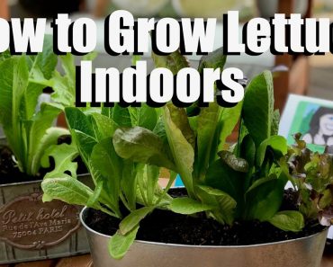 How to Grow Lettuce Indoors – Bring Your Garden INSIDE!