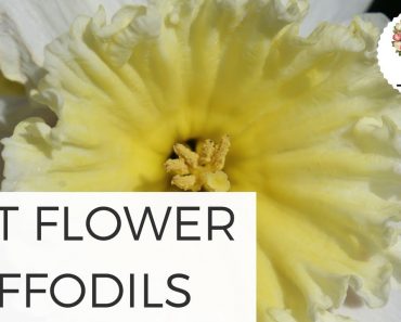 Daffodils as Cut Flowers – Tips and Tricks – Cut Flower Farm Gardening for Beginners Growing Plants