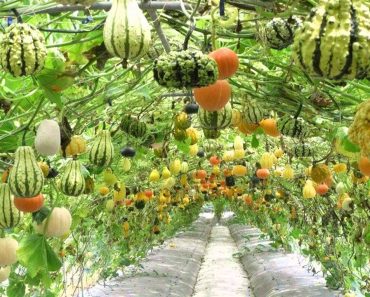 Home vegetable garden ideas