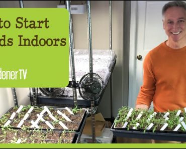 How I Start Seeds Indoors  Tips & Techniques