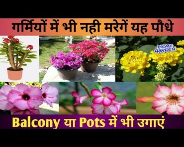 Summer flower plants | home garden