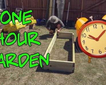 Home Vegetable Garden – One Hour Garden