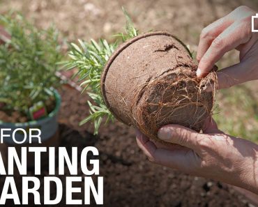 Tips and Tricks for How To Plant a Garden | Gardening Basics