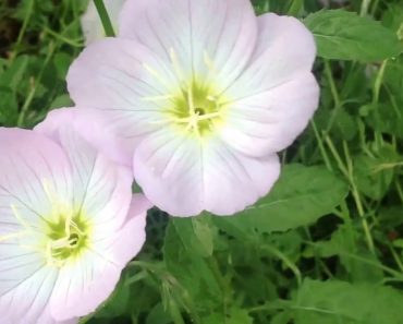 annuals | perennials | garden tips | garden ideas | types of flowers | gardening for beginners