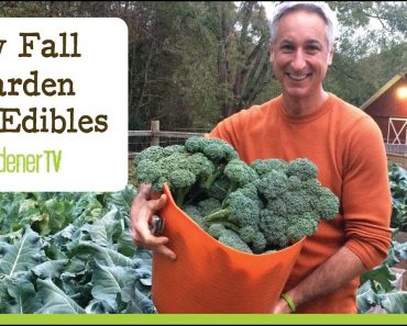 Easy Edibles for Every Fall Vegetable Garden