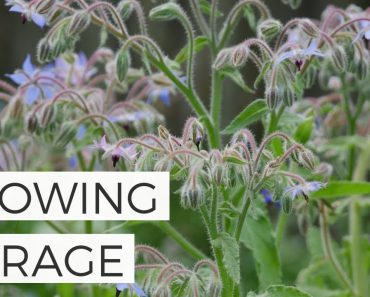 How to Grow Borage from Seed – Cut Flower Gardening for Beginners
