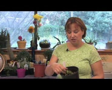 Flower Gardening Tips : How to Grow Creeping Lily Turf (Liriope Spicata)