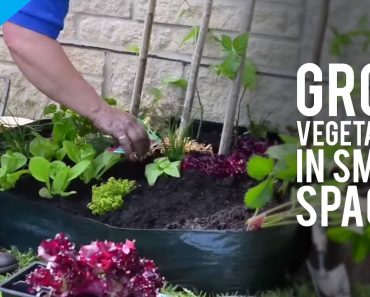 How to Grow Garden Vegetables In Small Spaces