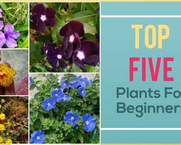 5 Absolutely Zero maintenance flower plants for beginners, by Garden Gyan