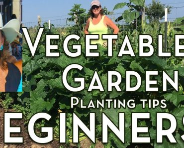 Planting a Vegetable Garden for Beginners – Tips for the First Time Vegetable Gardener