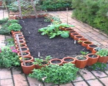 Small Home vegetable garden ideas