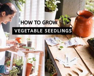 How to Grow Vegetable Seedlings  | Beginner Special