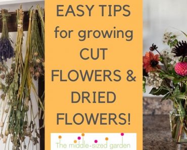 How to grow flowers for cutting and drying! Tips from an English country garden.