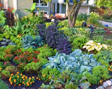 Vegetable garden Potager design Ideas