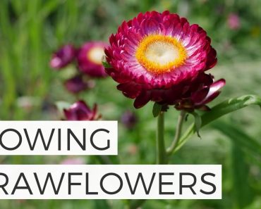 How to Grow Strawflowers from Seed – Growing Cut Flower Gardening for Beginners